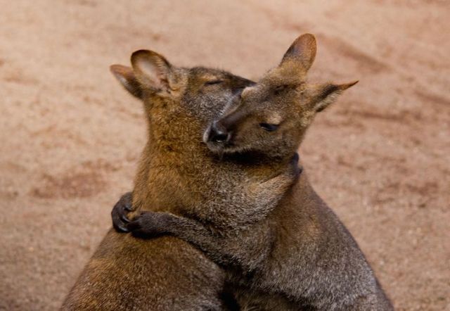 kangaroo-hugging.jpg