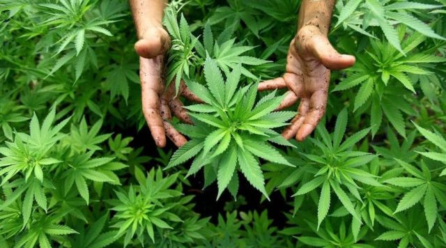 growing-cannabis-67282-900x500.jpg