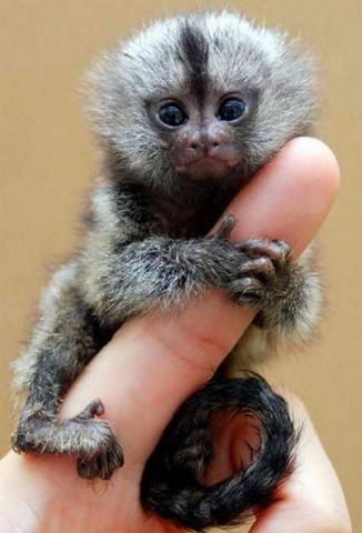 finger-monkey.jpg