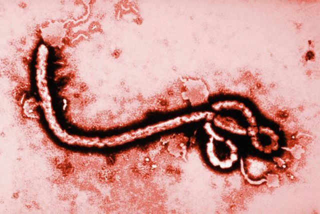 1413028324_tutto-quello-sapere-virus-ebola.jpg