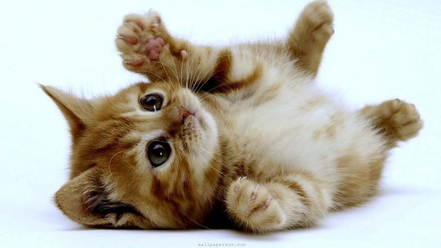 kitten-little.jpg