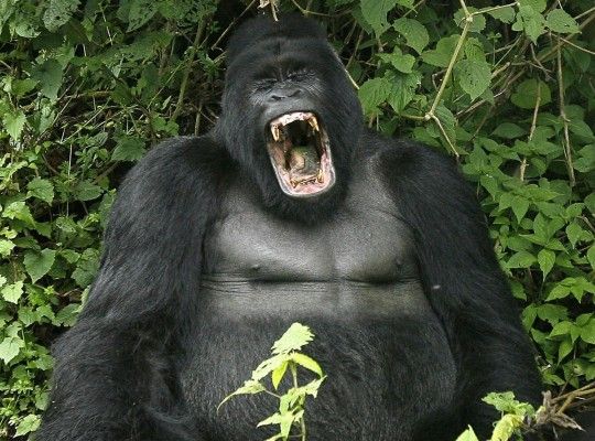 gorilla_uganda-9735400.jpg